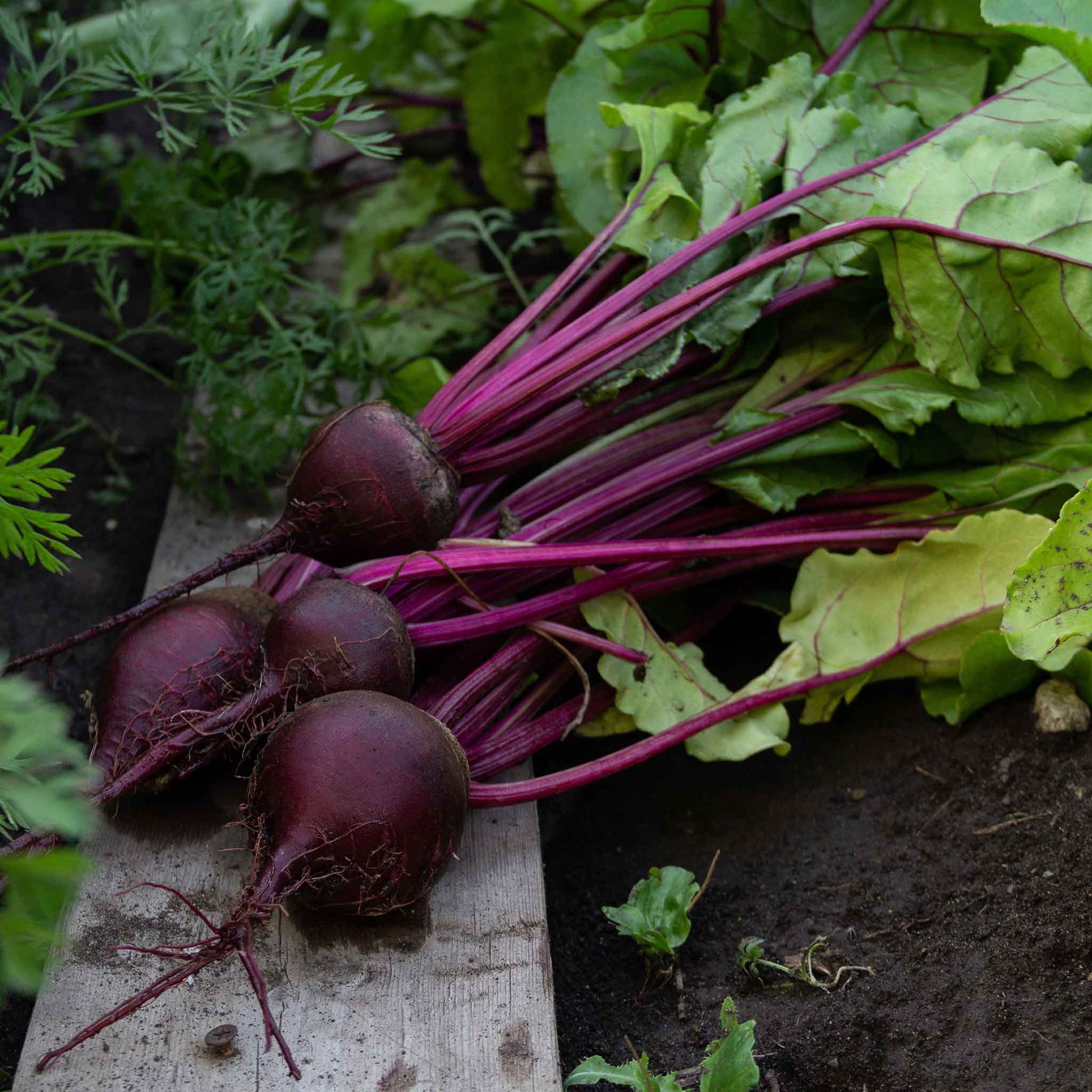 beet detroit dark red