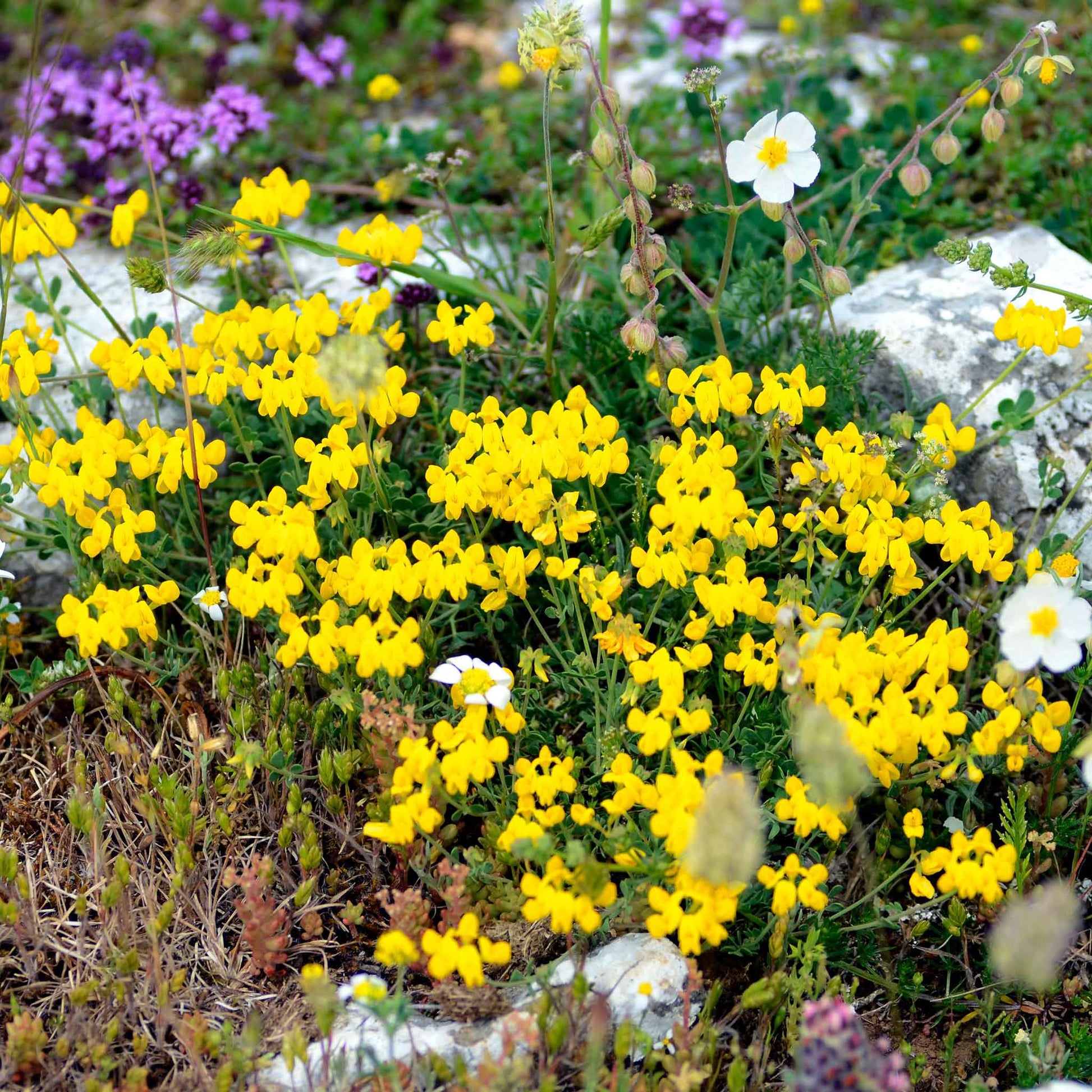 birdsfoot trefoil