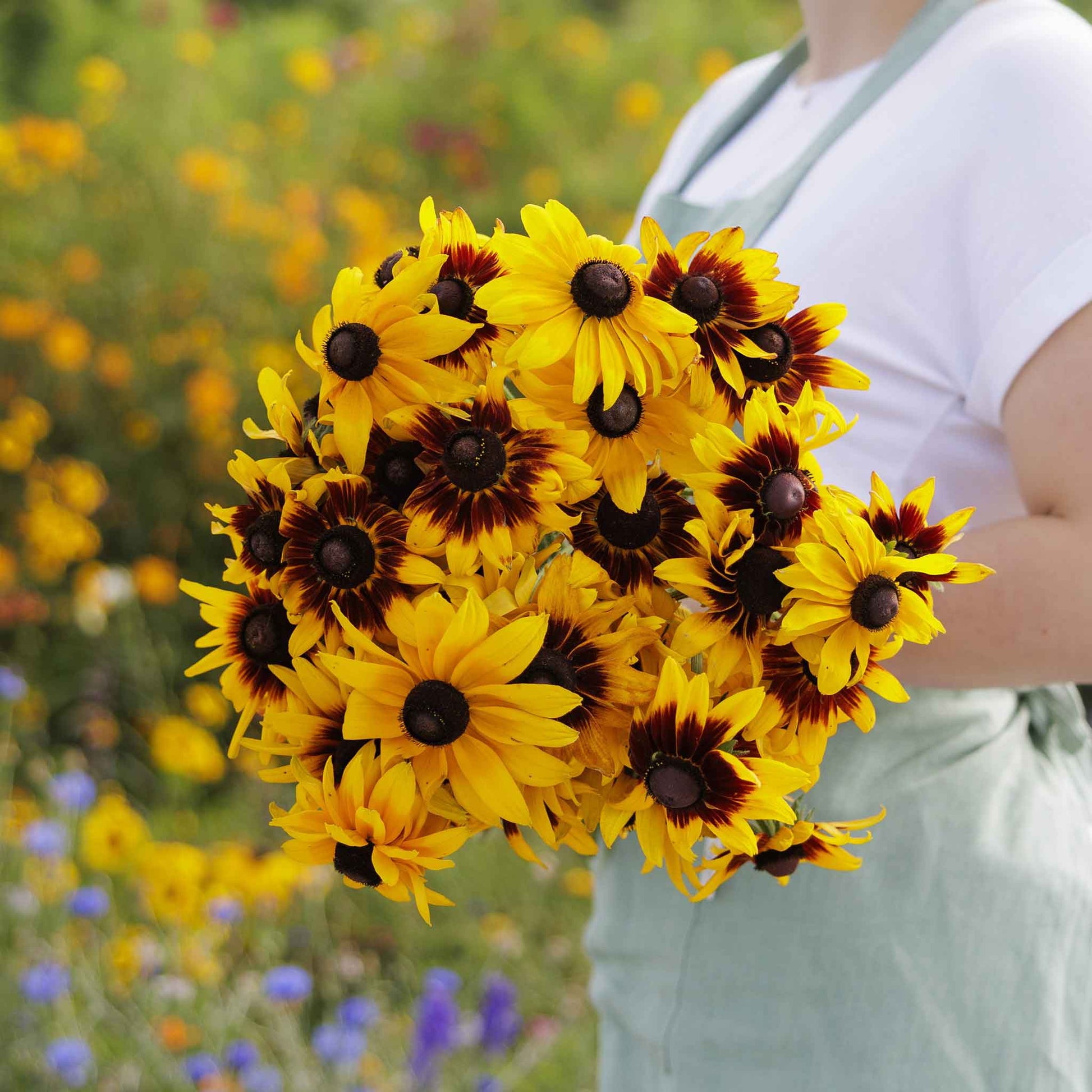 black eyed susan gloriosa daisy mix