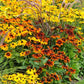 black eyed susan rustic mix