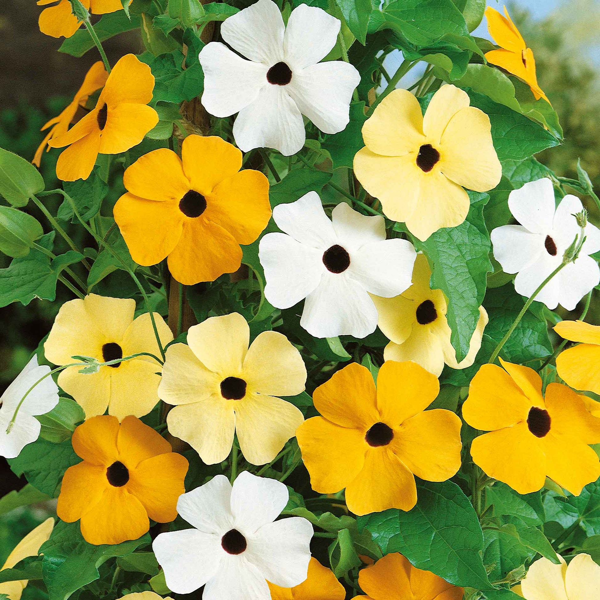 black eyed susan vine mix