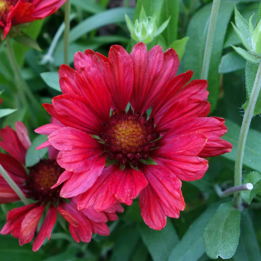 blanket flower burgundy