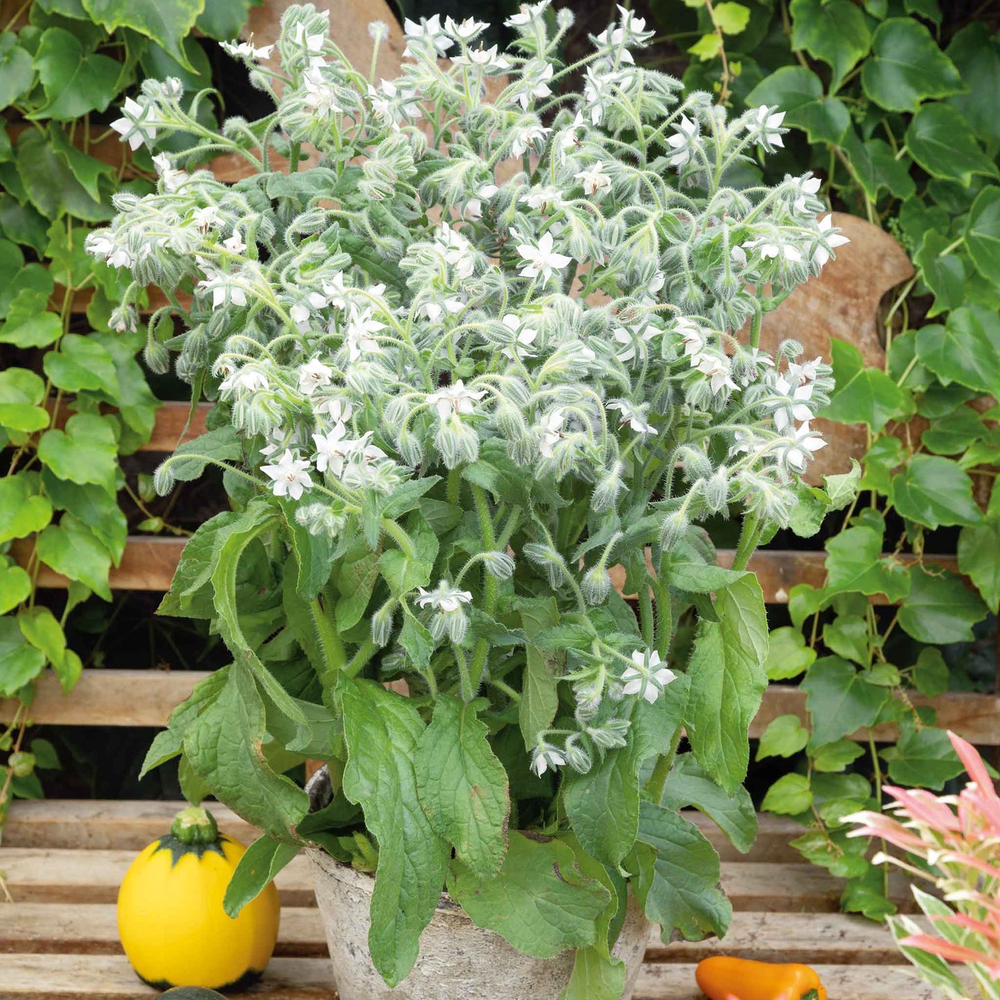 borage white bianca