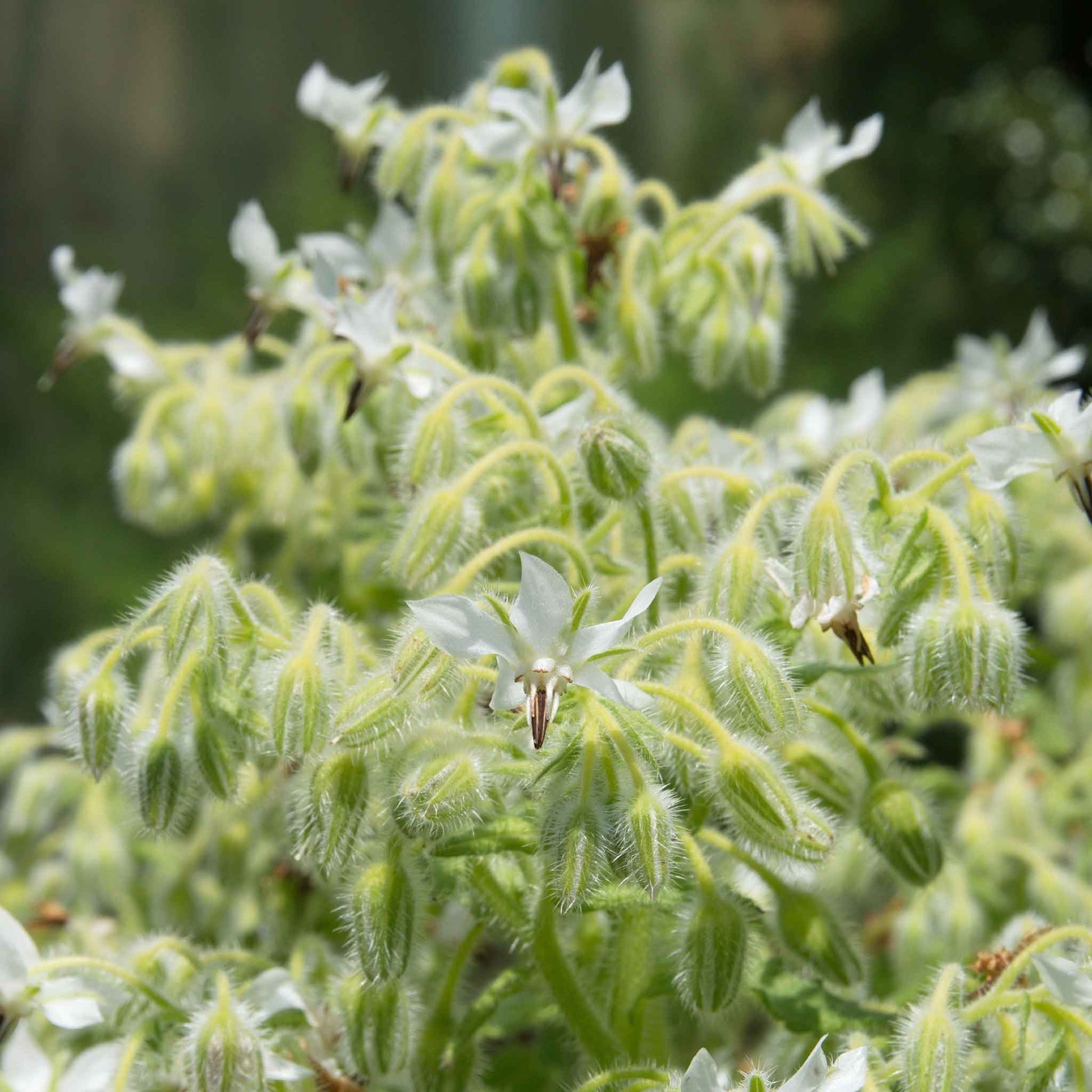 borage white bianca