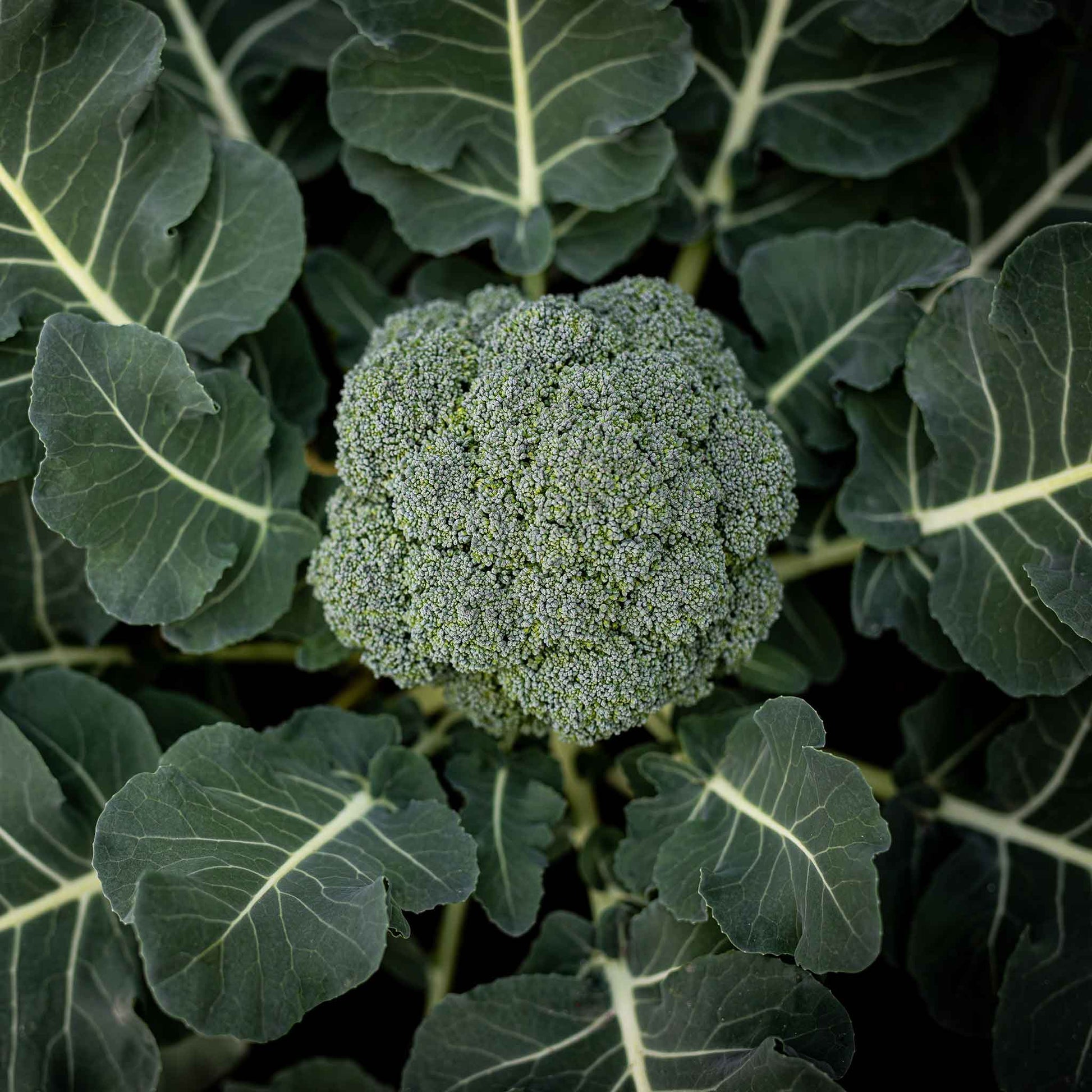 broccoli organic calabrese