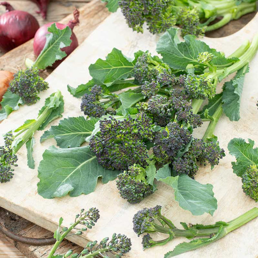 broccoli purple sprouting | copyright: Floramedia UK Ltd