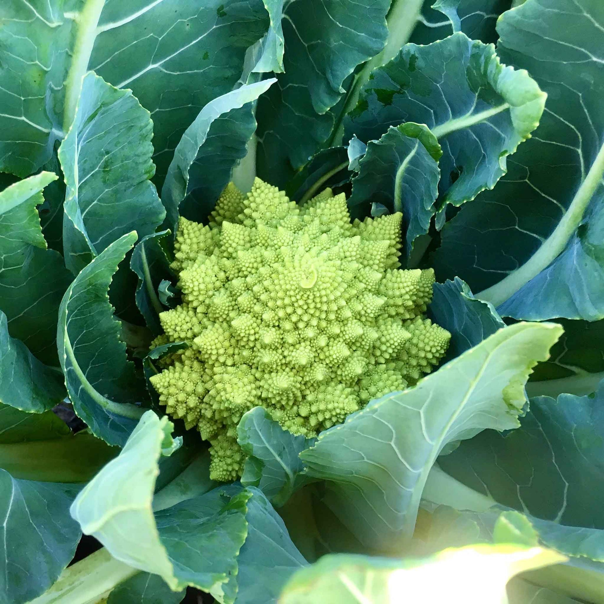 broccoli romanesco