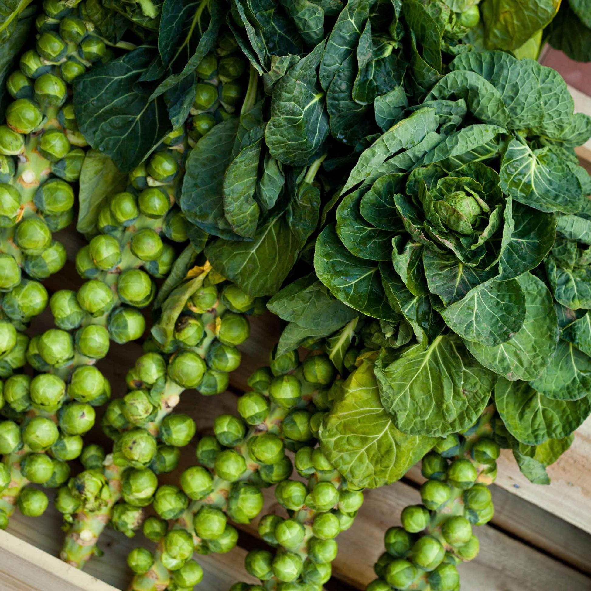 brussels sprouts catskills