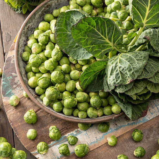 brussels sprouts long island improved | copyright: Floramedia UK Ltd