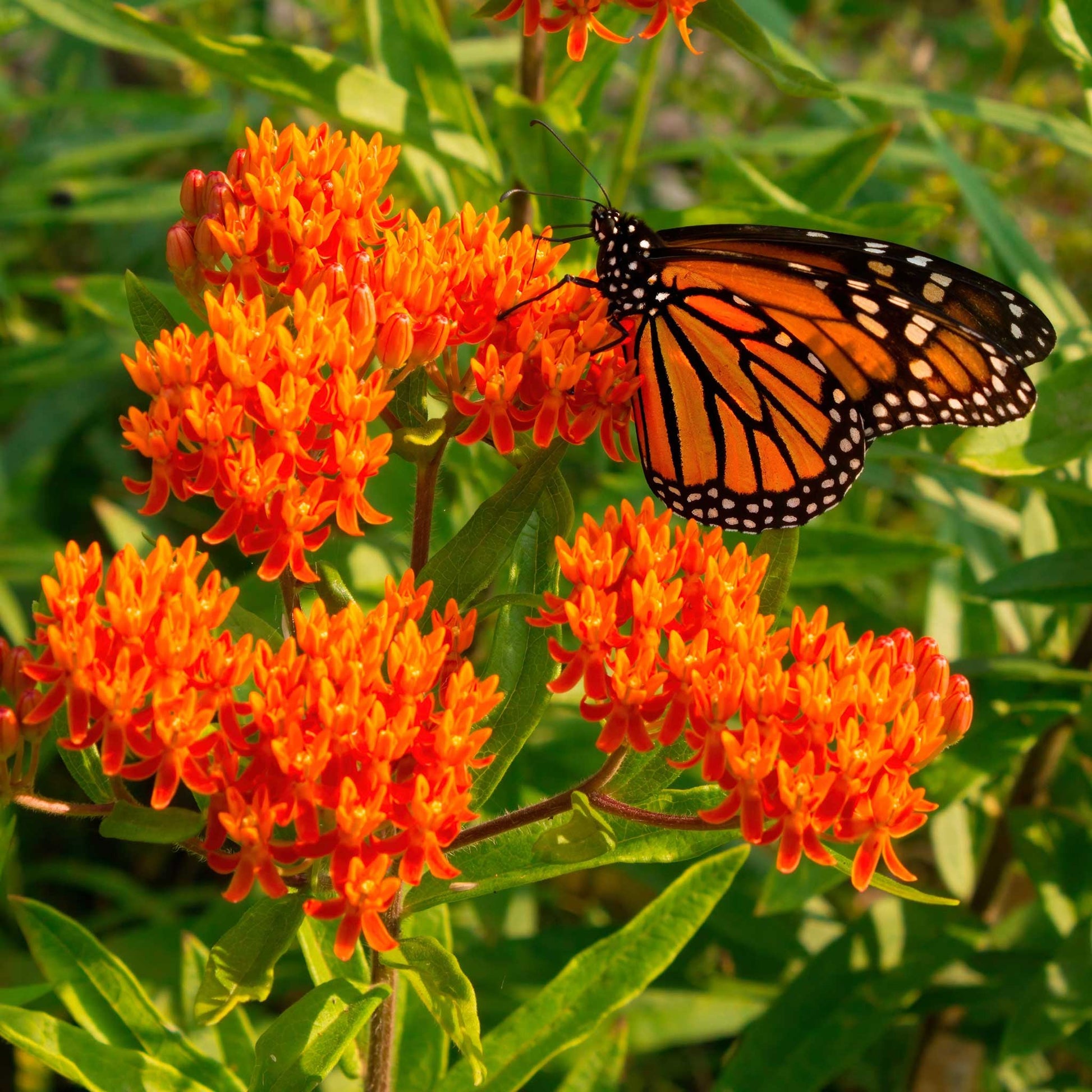 butterfly milkweed