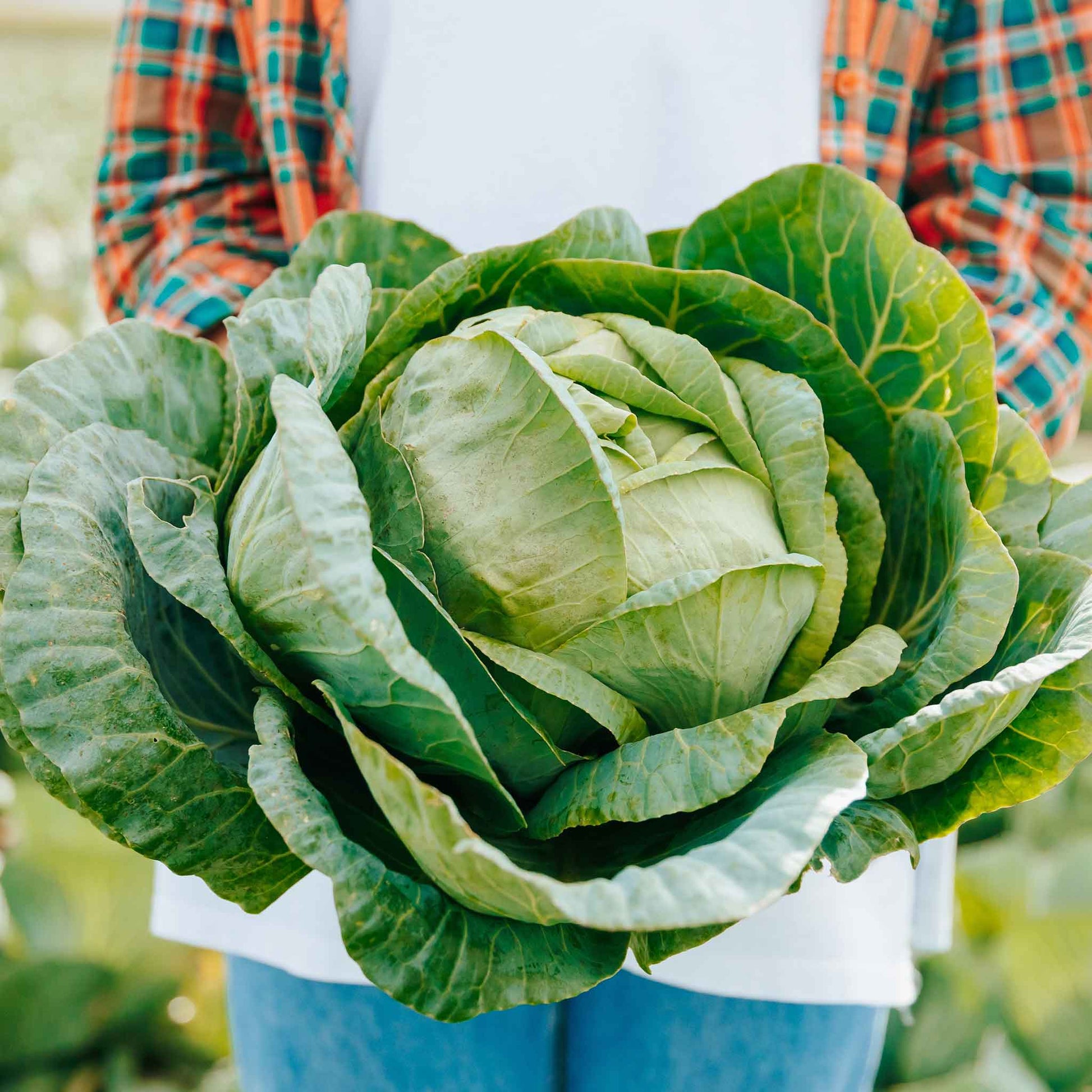 cabbage brunswick