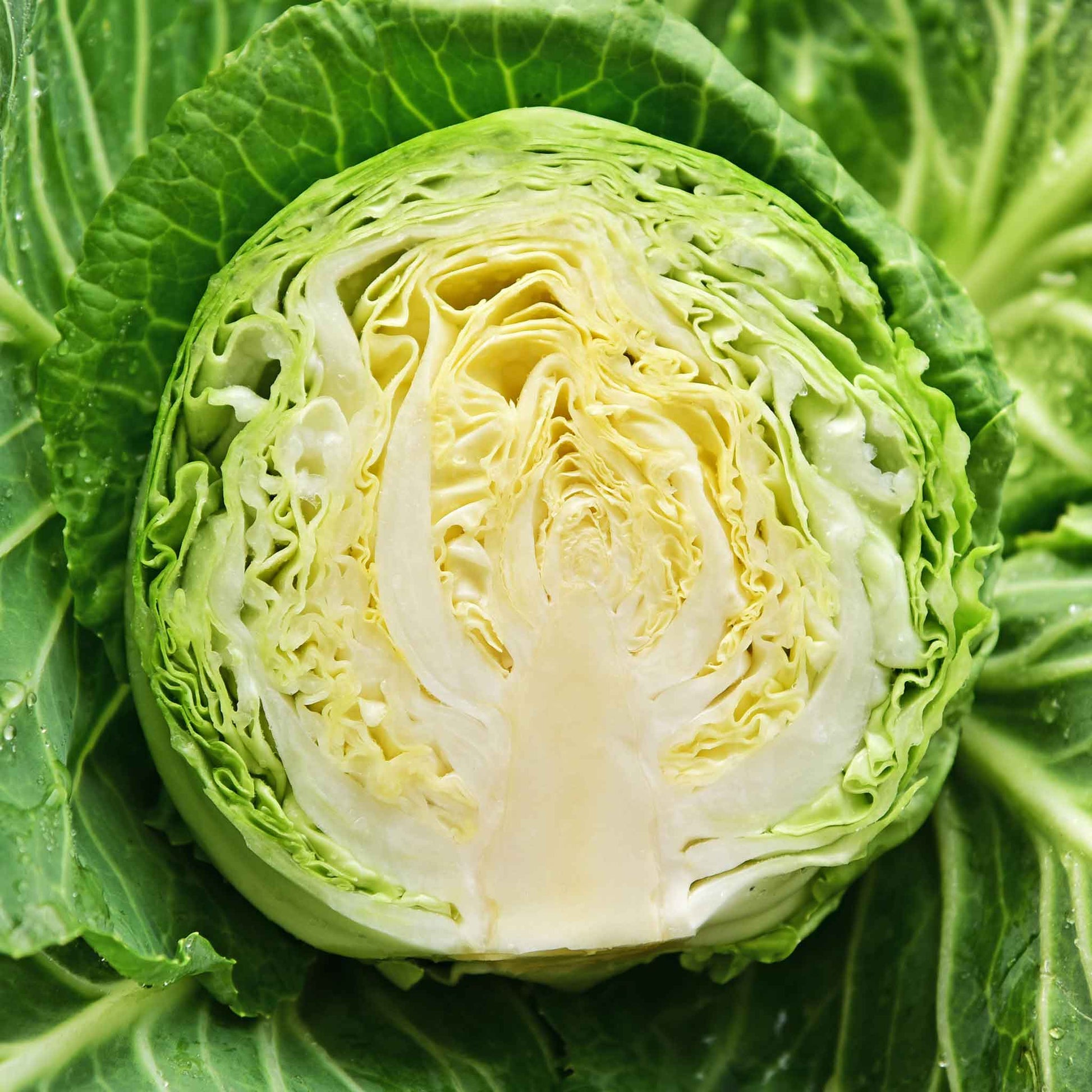 cabbage copenhagen market