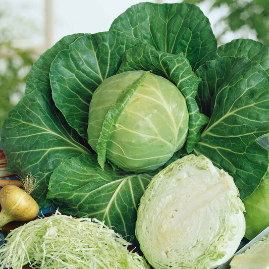 cabbage golden acre