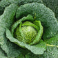 cabbage savoy