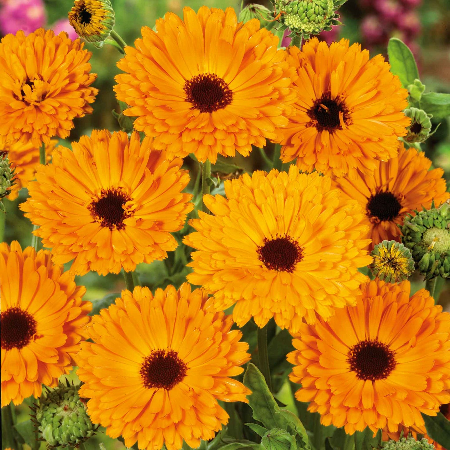 calendula indian prince