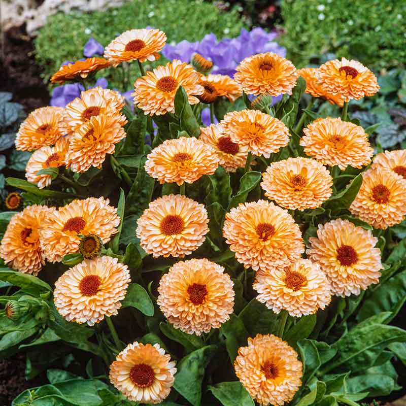 calendula pink surprise | copyright: Floramedia UK Ltd