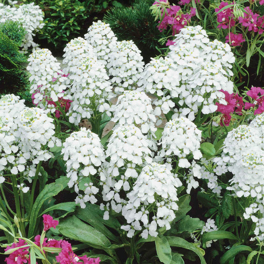 candytuft empress