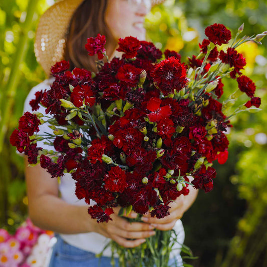 carnation king of black