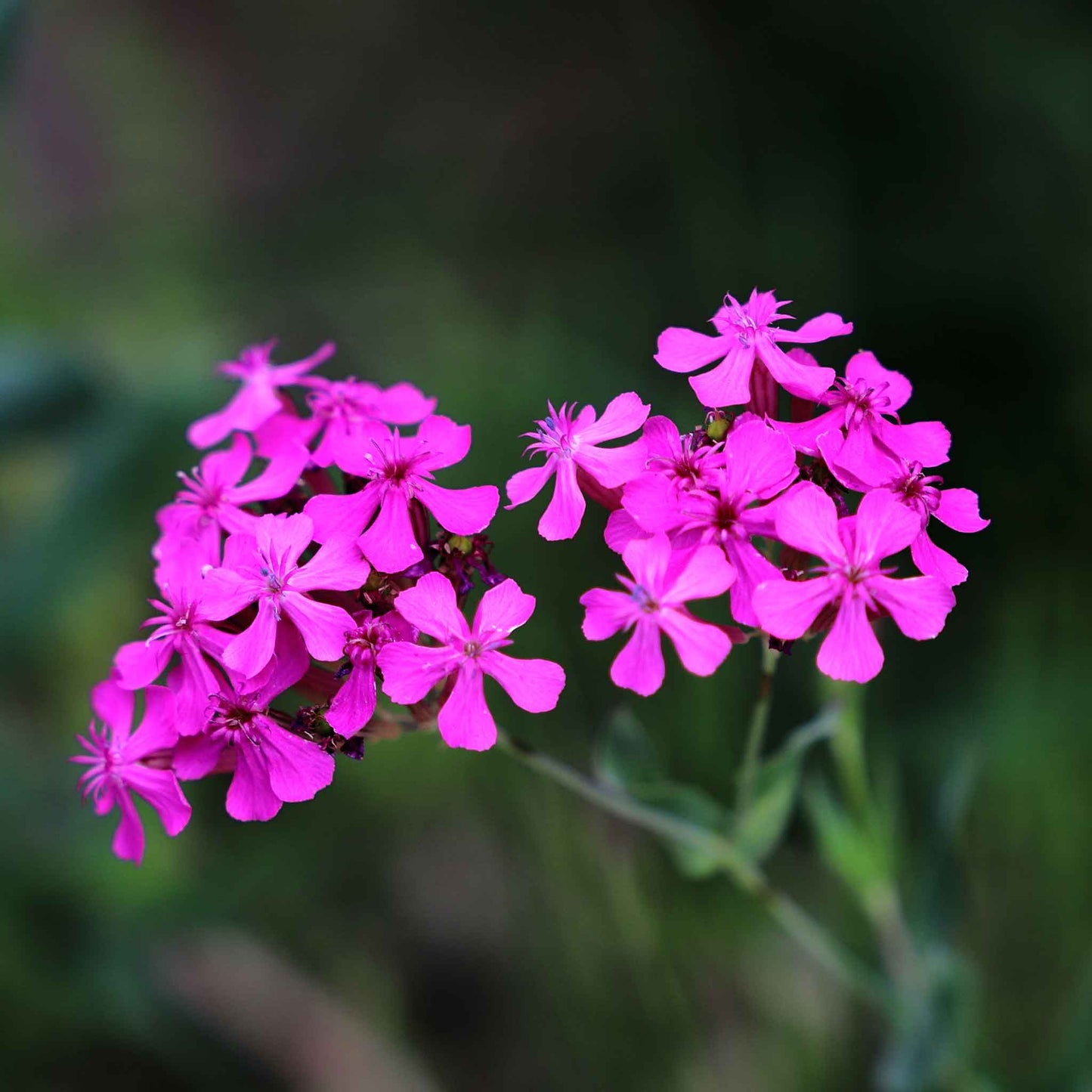 catchfly