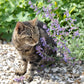 catmint