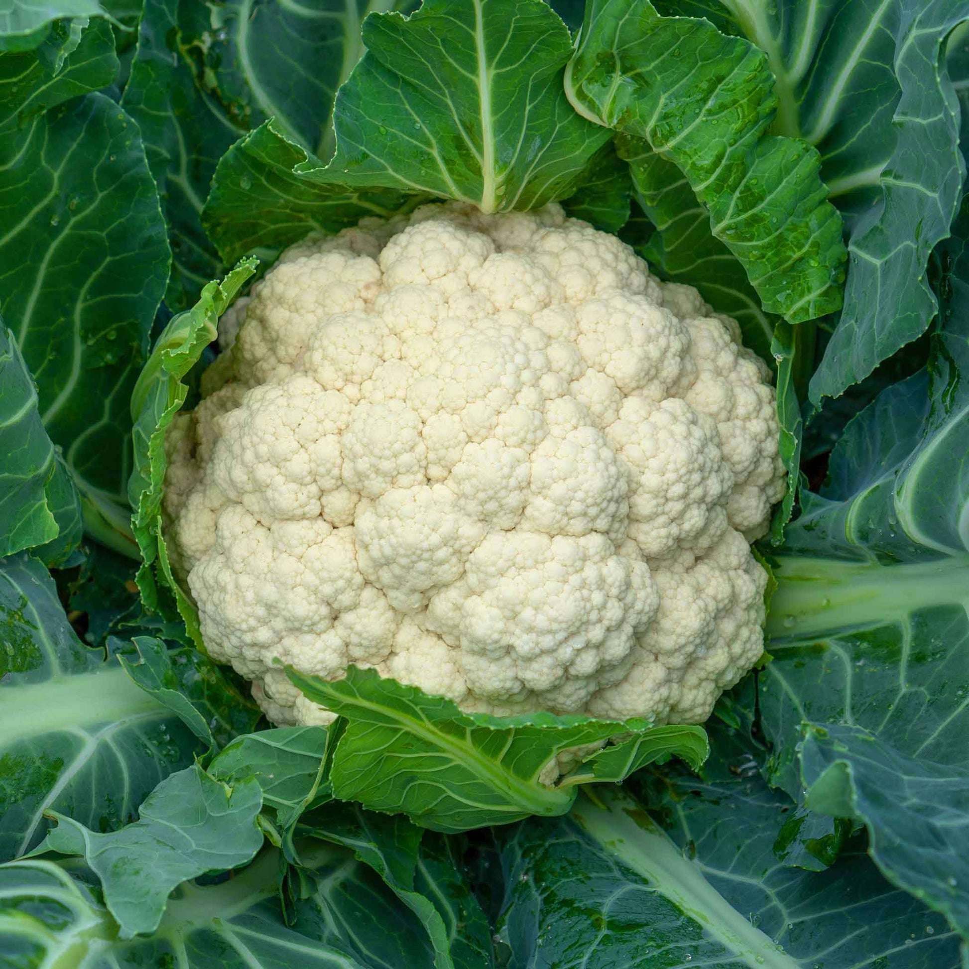 cauliflower organic snowball y improved