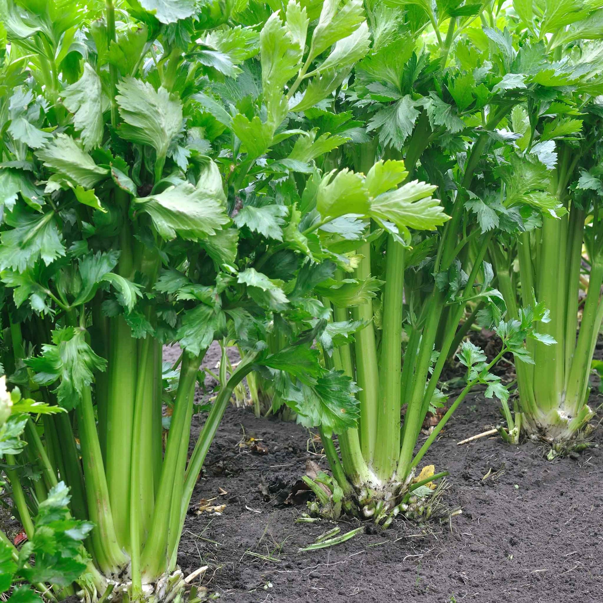 celery tall utah