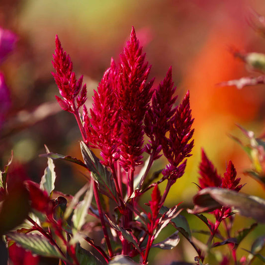 Forest Fire Celosia