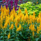 celosia golden plume