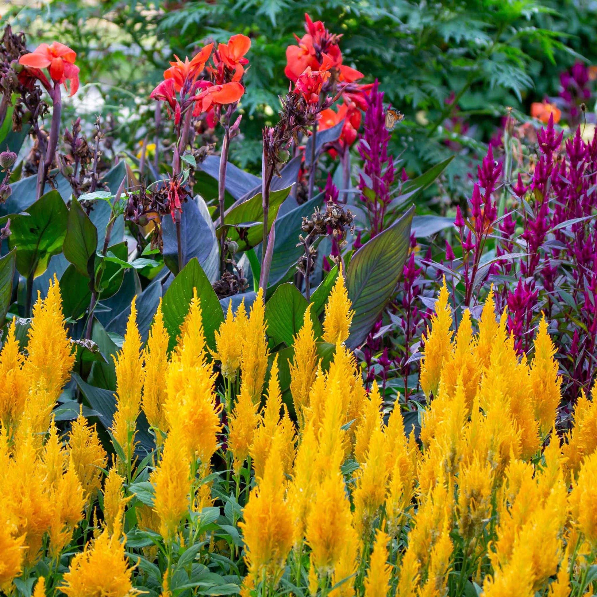 celosia golden plume