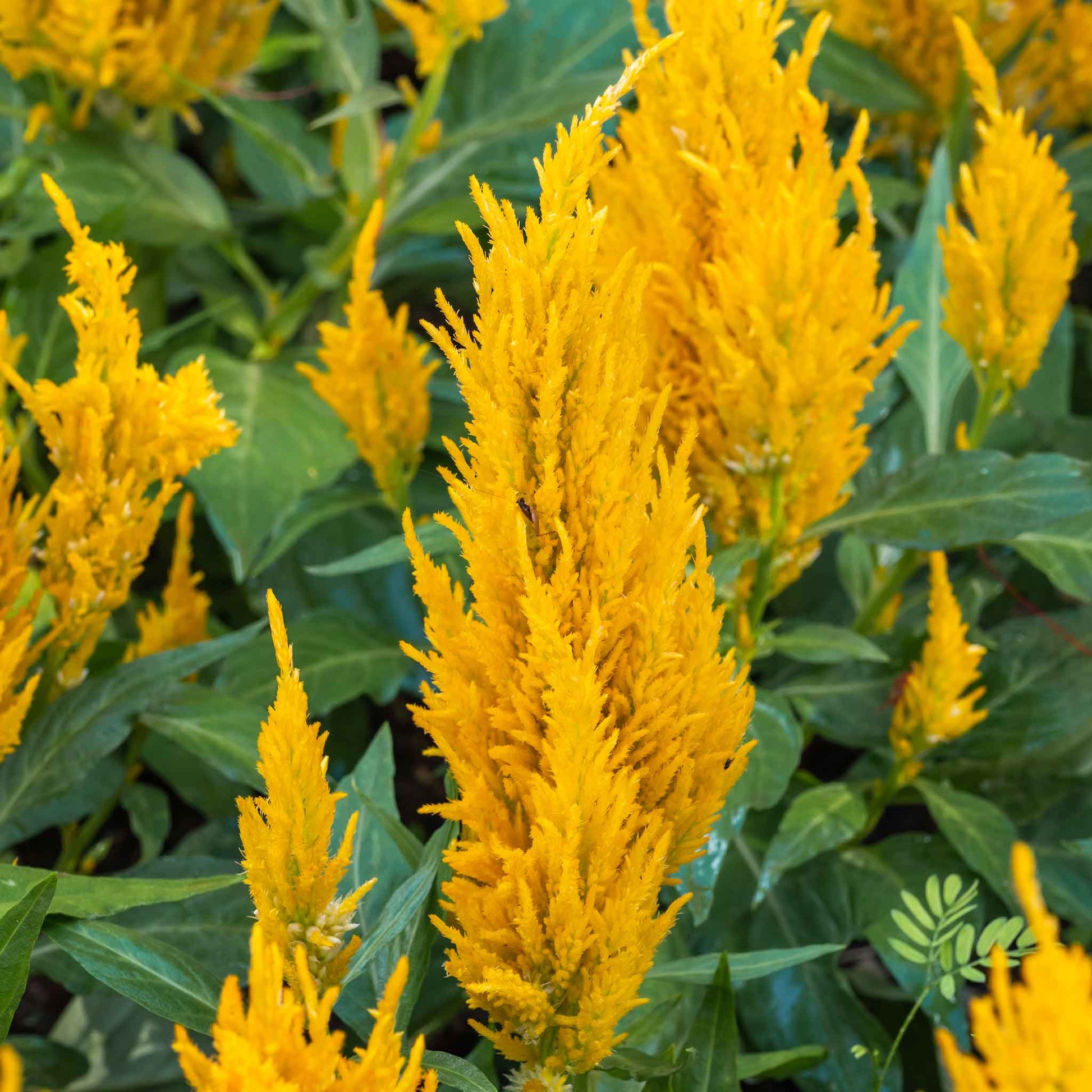 celosia golden plume