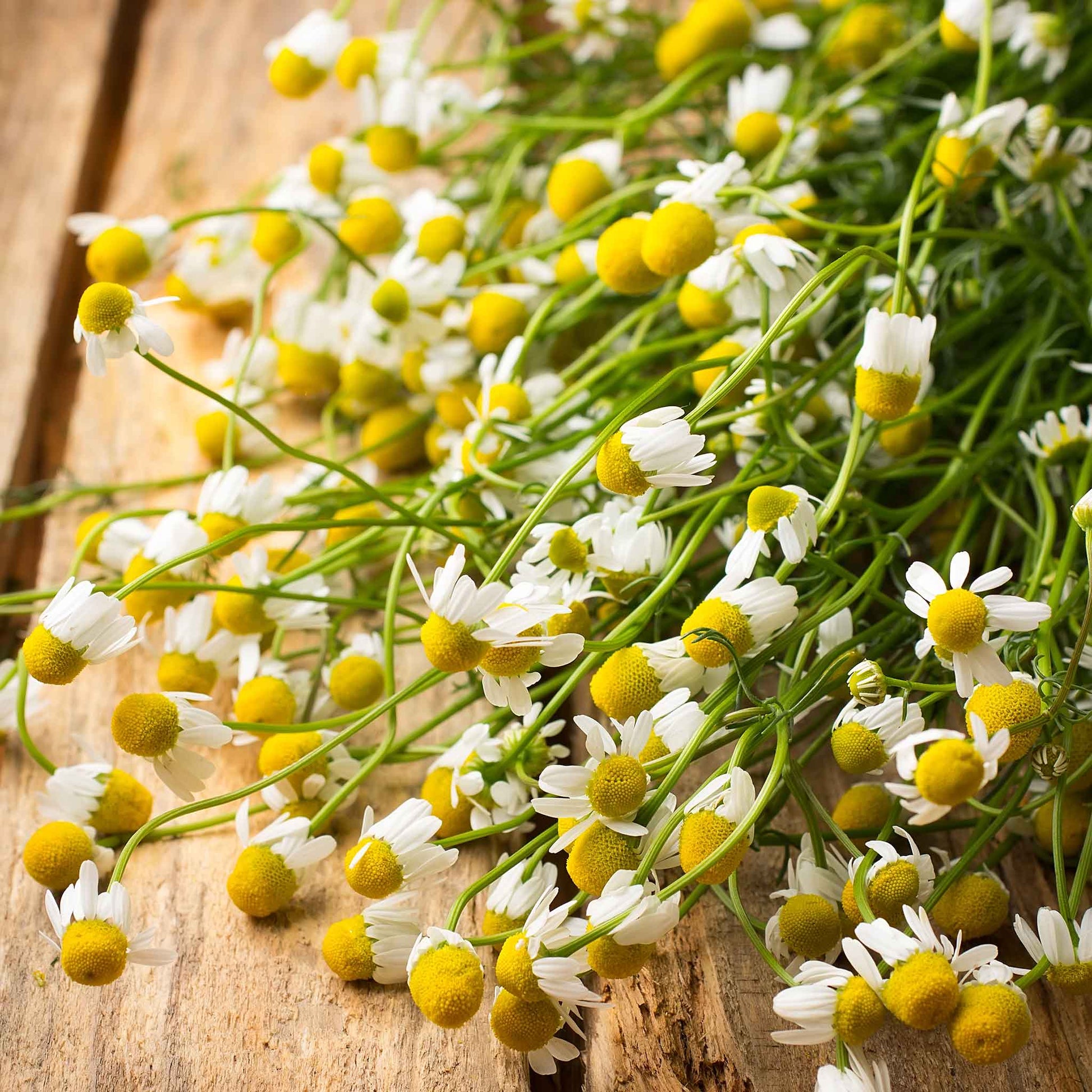 chamomile german organic