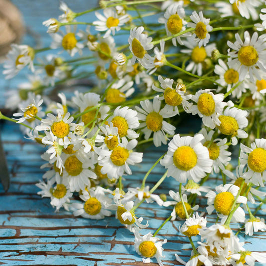 chamomile roman