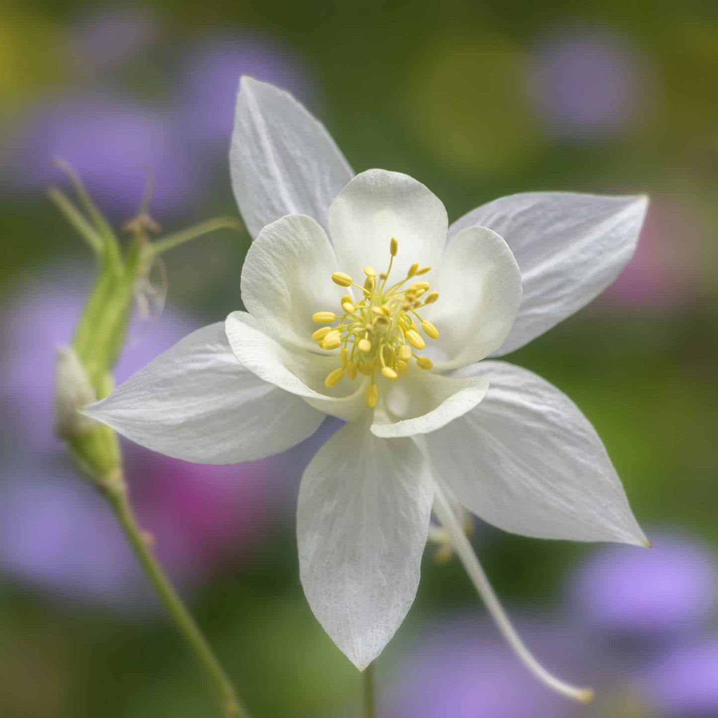 columbine crystal star