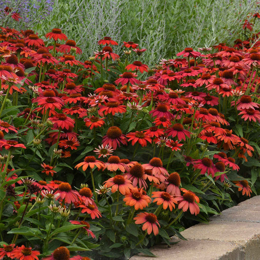 coneflower artisan red ombre