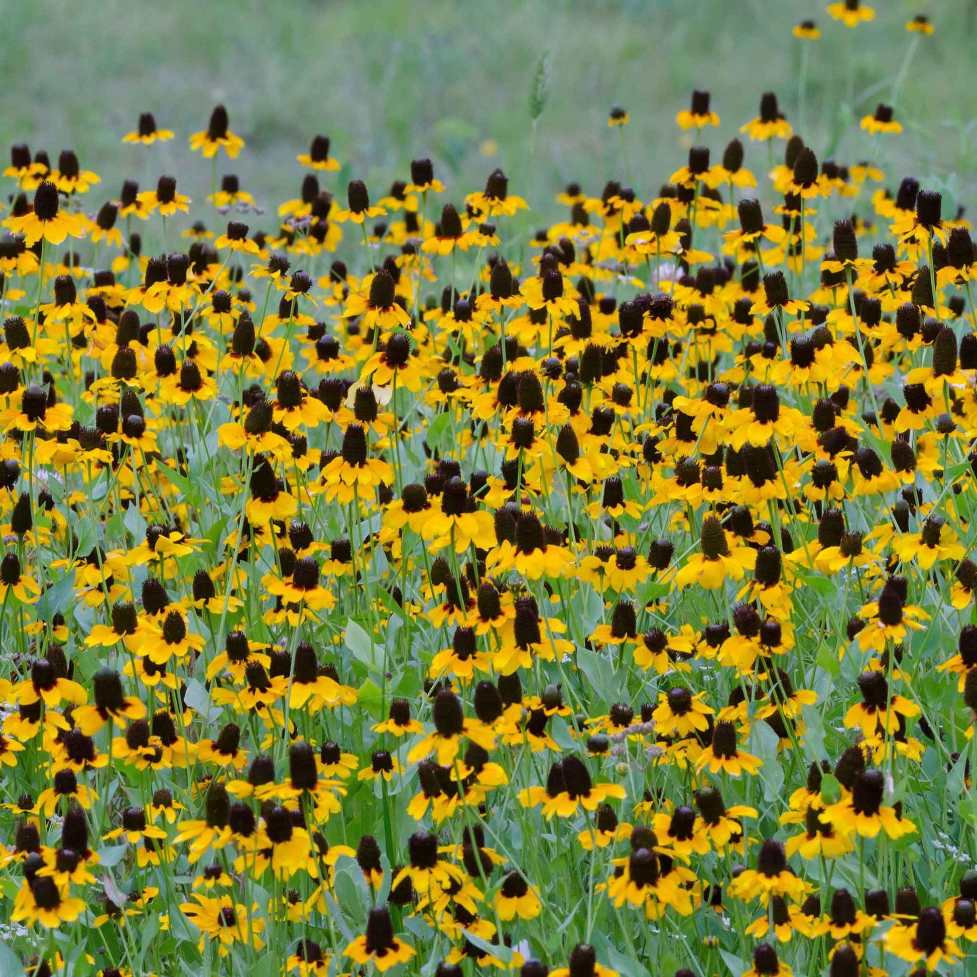 coneflower clasping