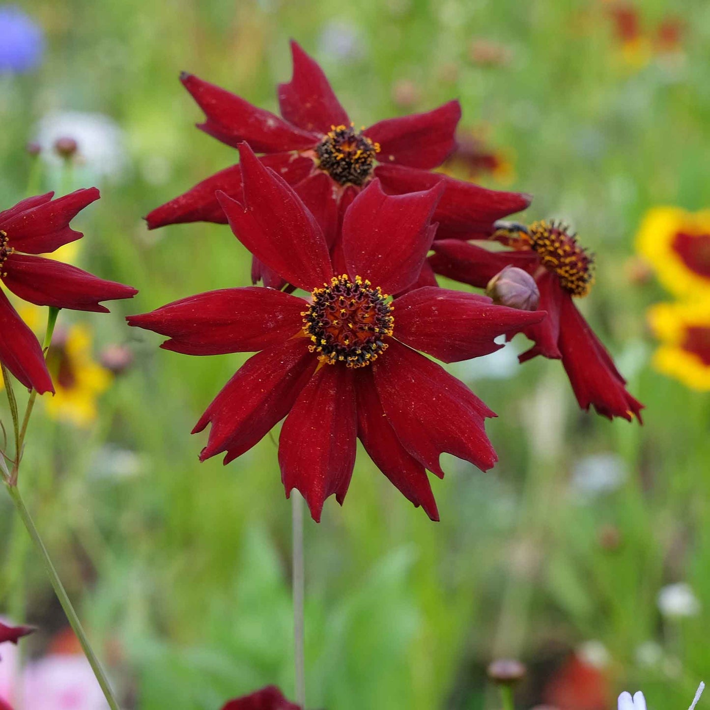 coreopsis amulet