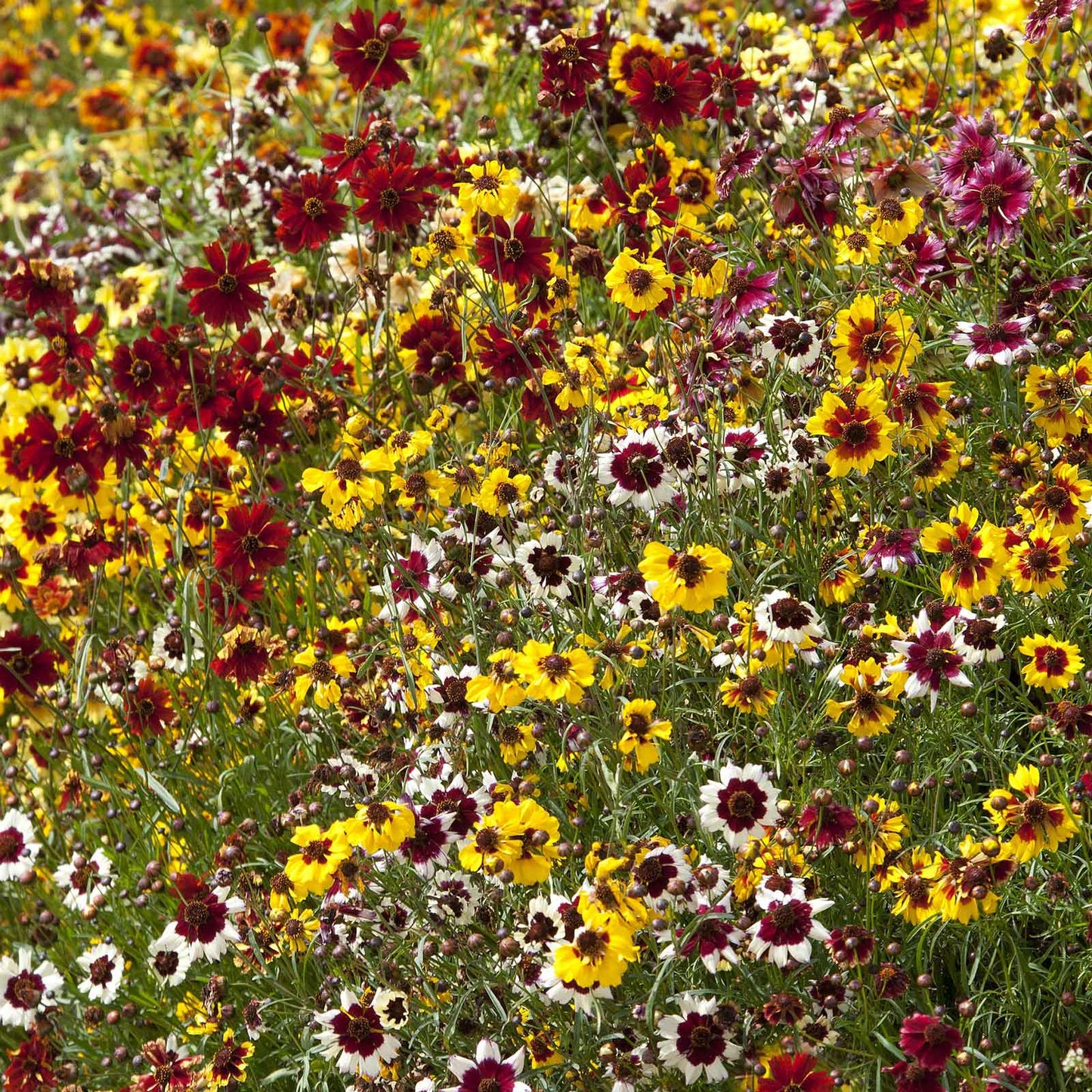 coreopsis incredible dwarf mix