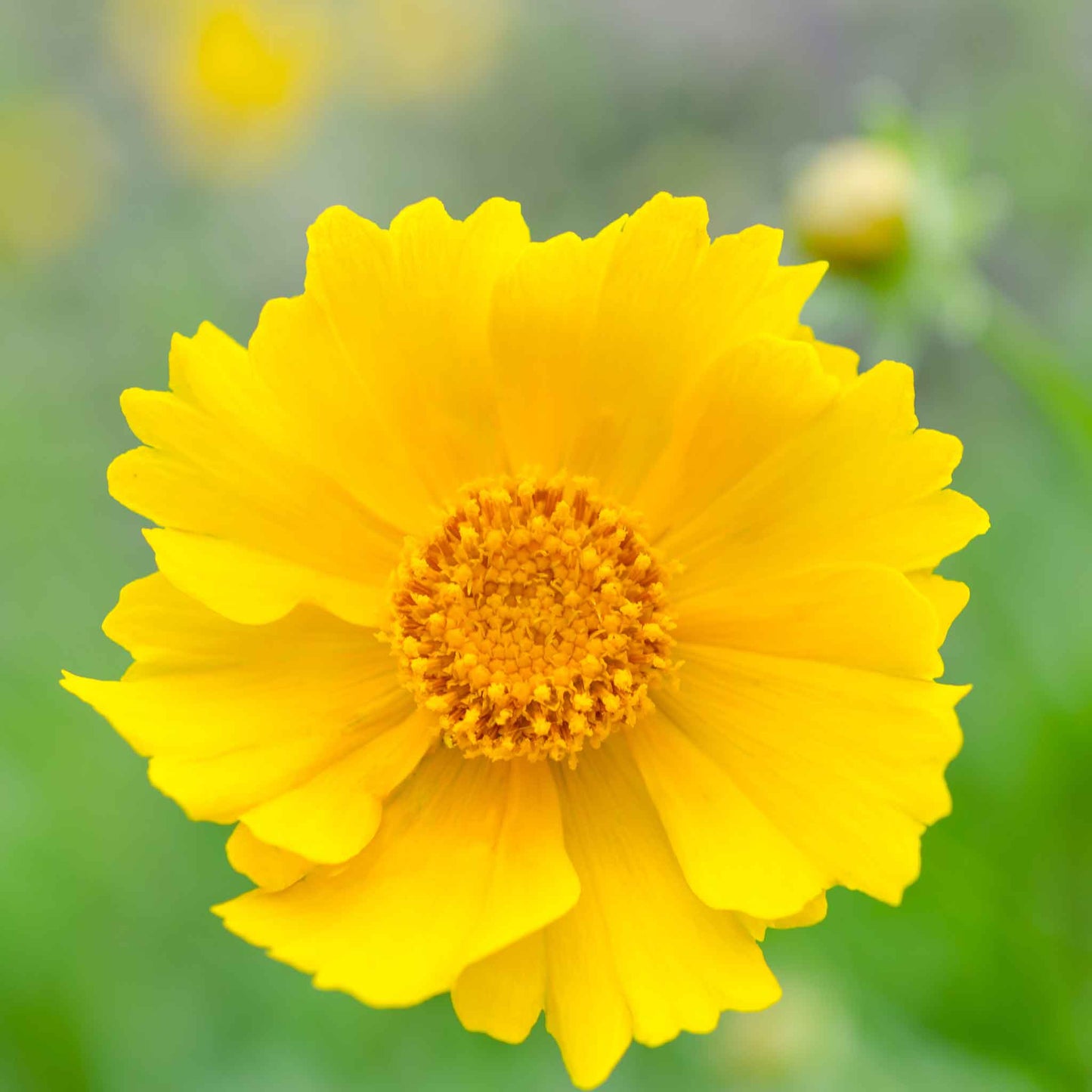 coreopsis lance leaf