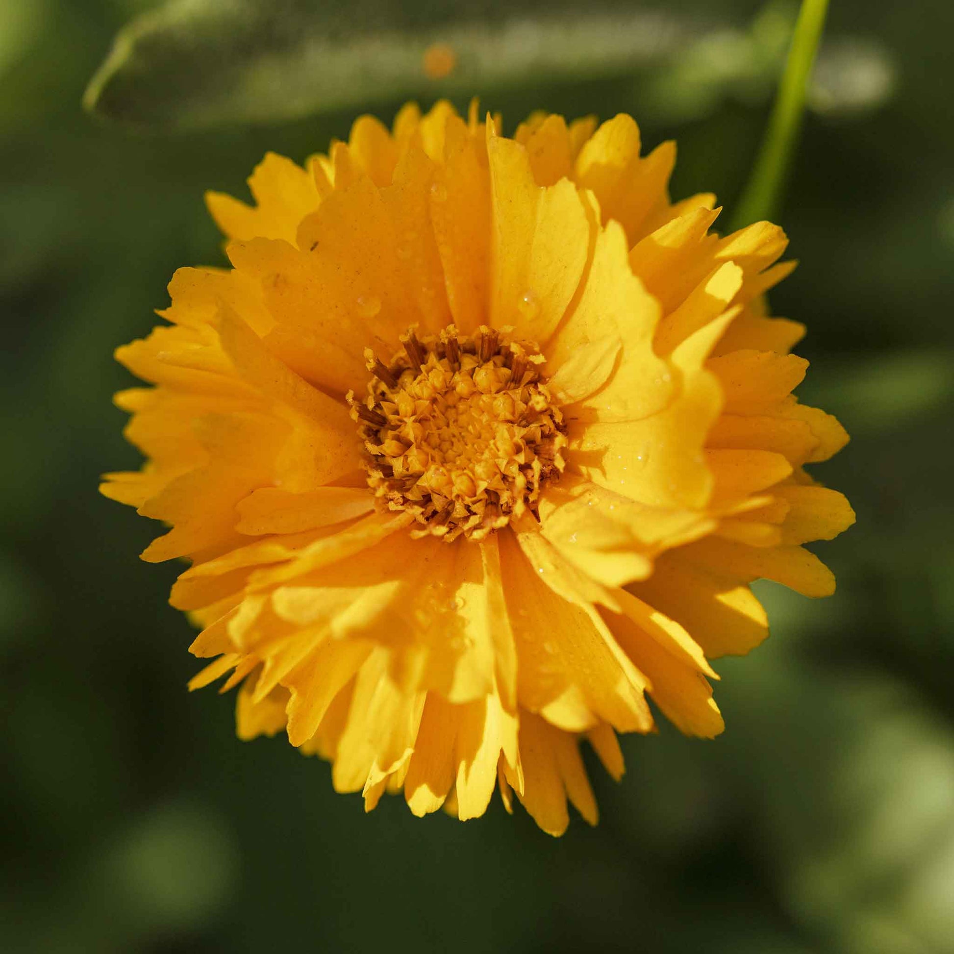 coreopsis lance leaf sunburst