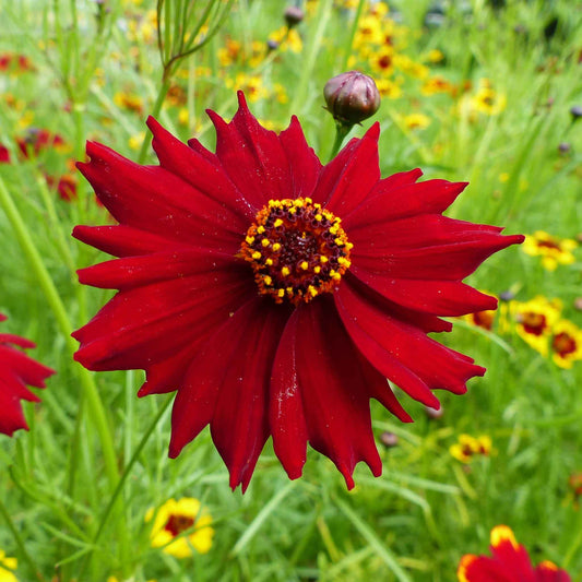 coreopsis tall red