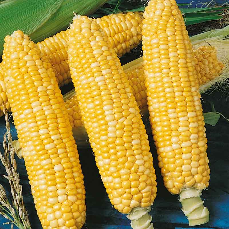 corn ambrosia