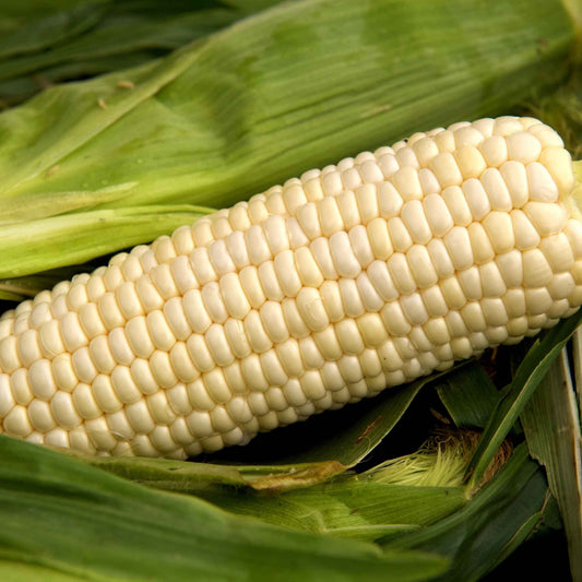 corn argent