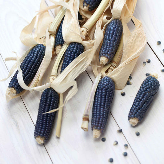 corn organic blue hopi