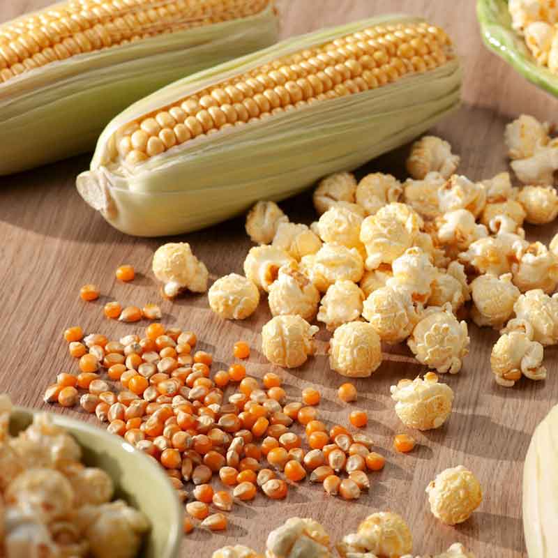 corn popcorn | copyright: Floramedia UK Ltd