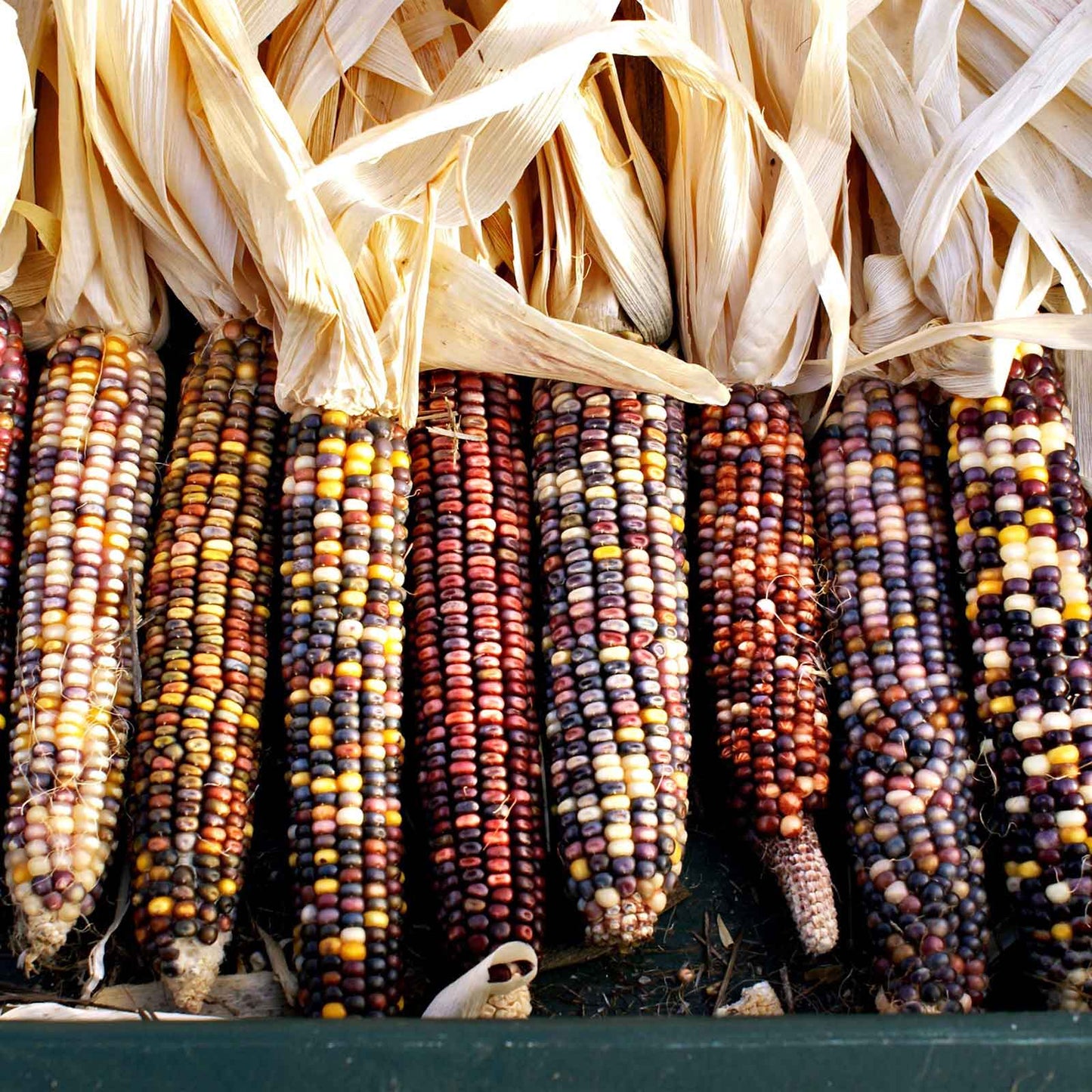 corn rainbow mix