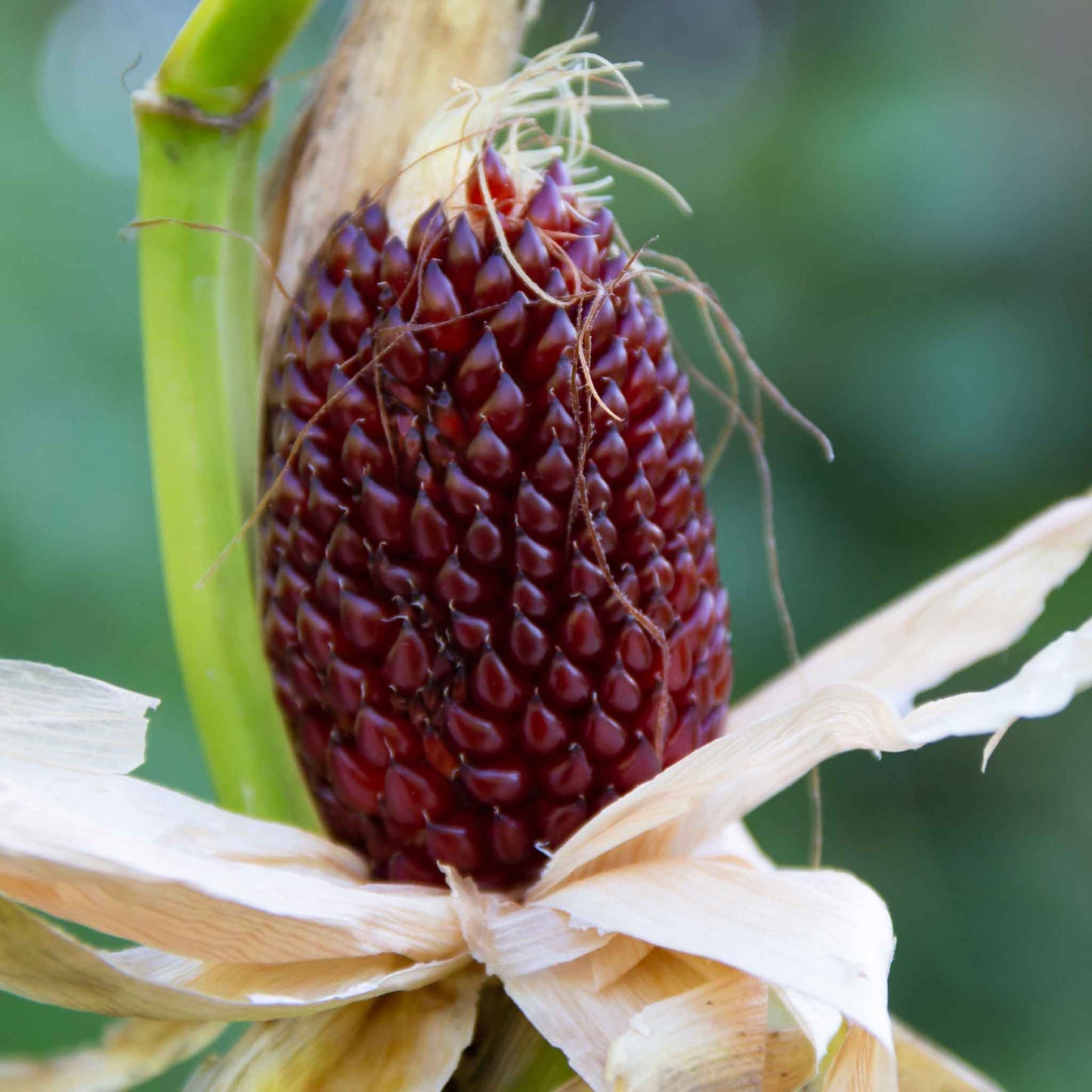 corn strawberry popcorn