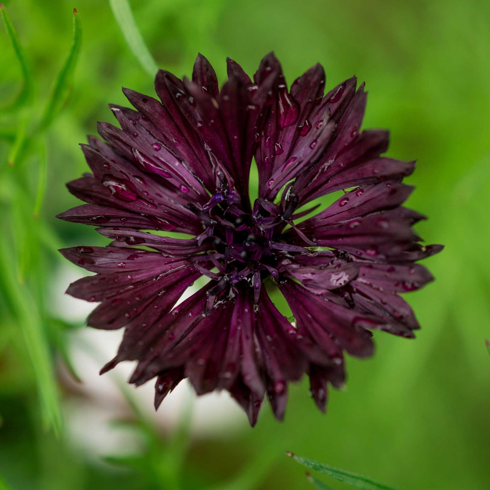 cornflower almost black