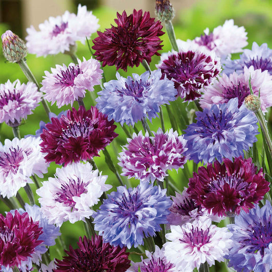 cornflower frosty mix