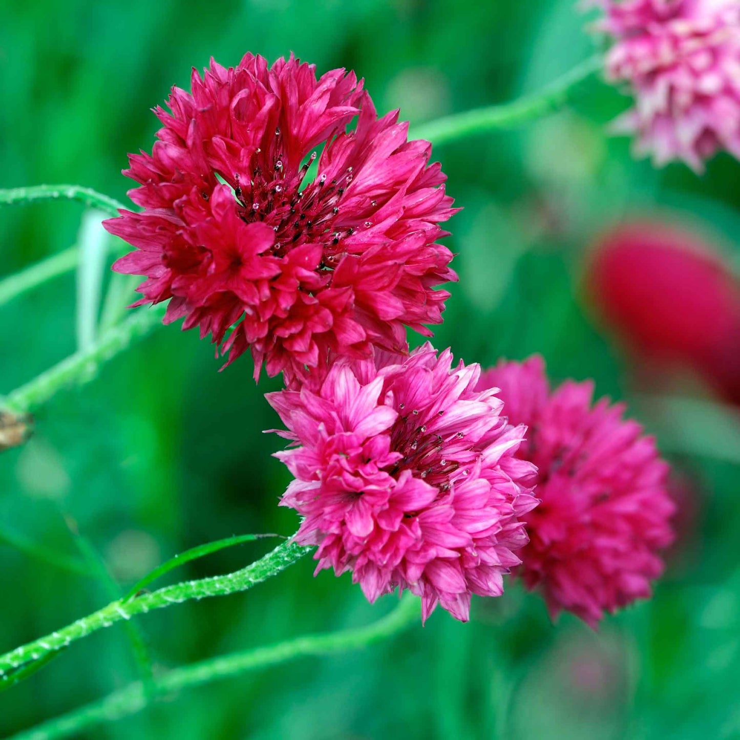 cornflower tall red