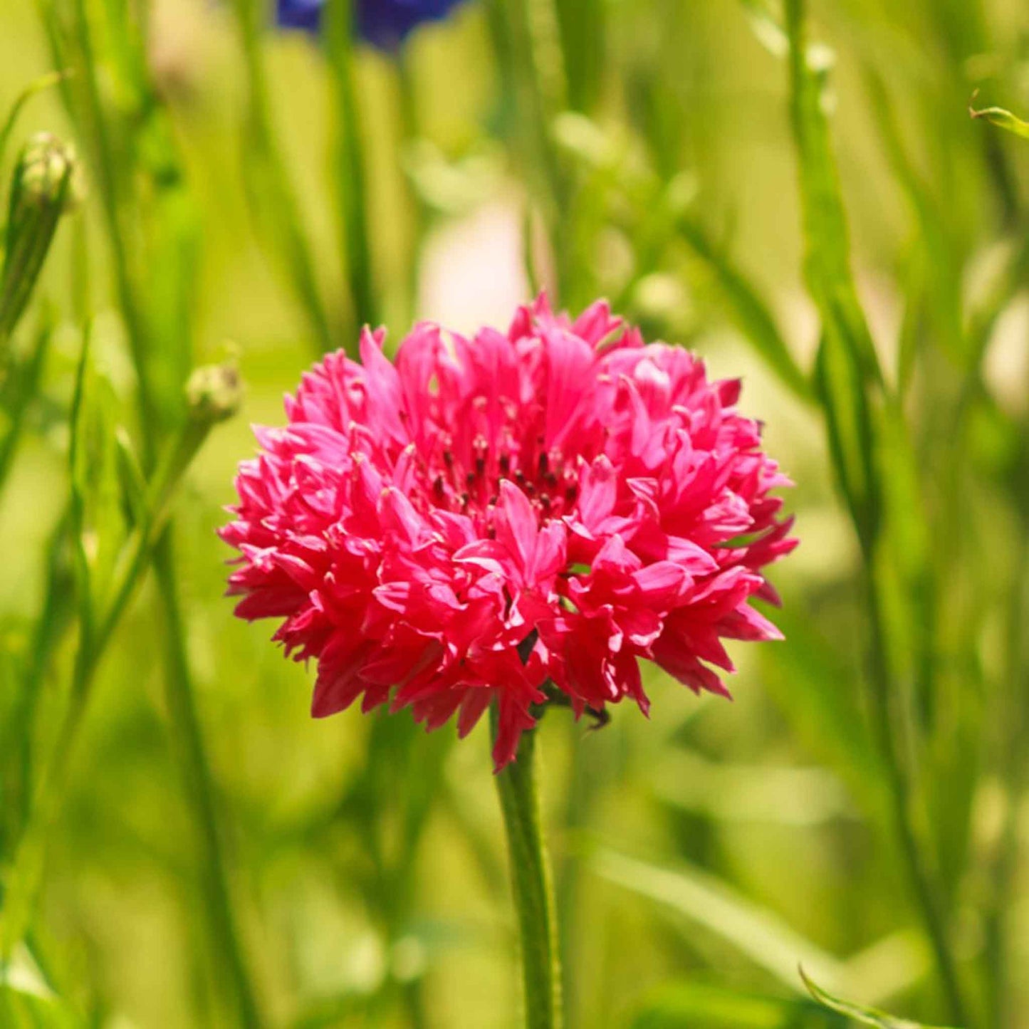 cornflower tall red